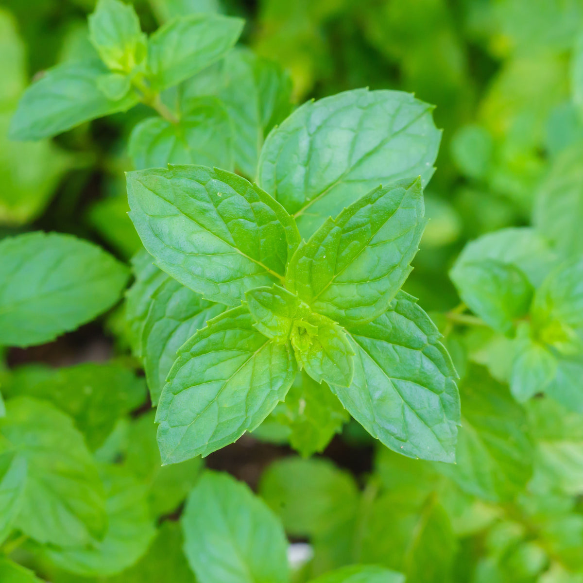 Spearmint (Mentha Spicata) Herb Seeds, 80 seeds
