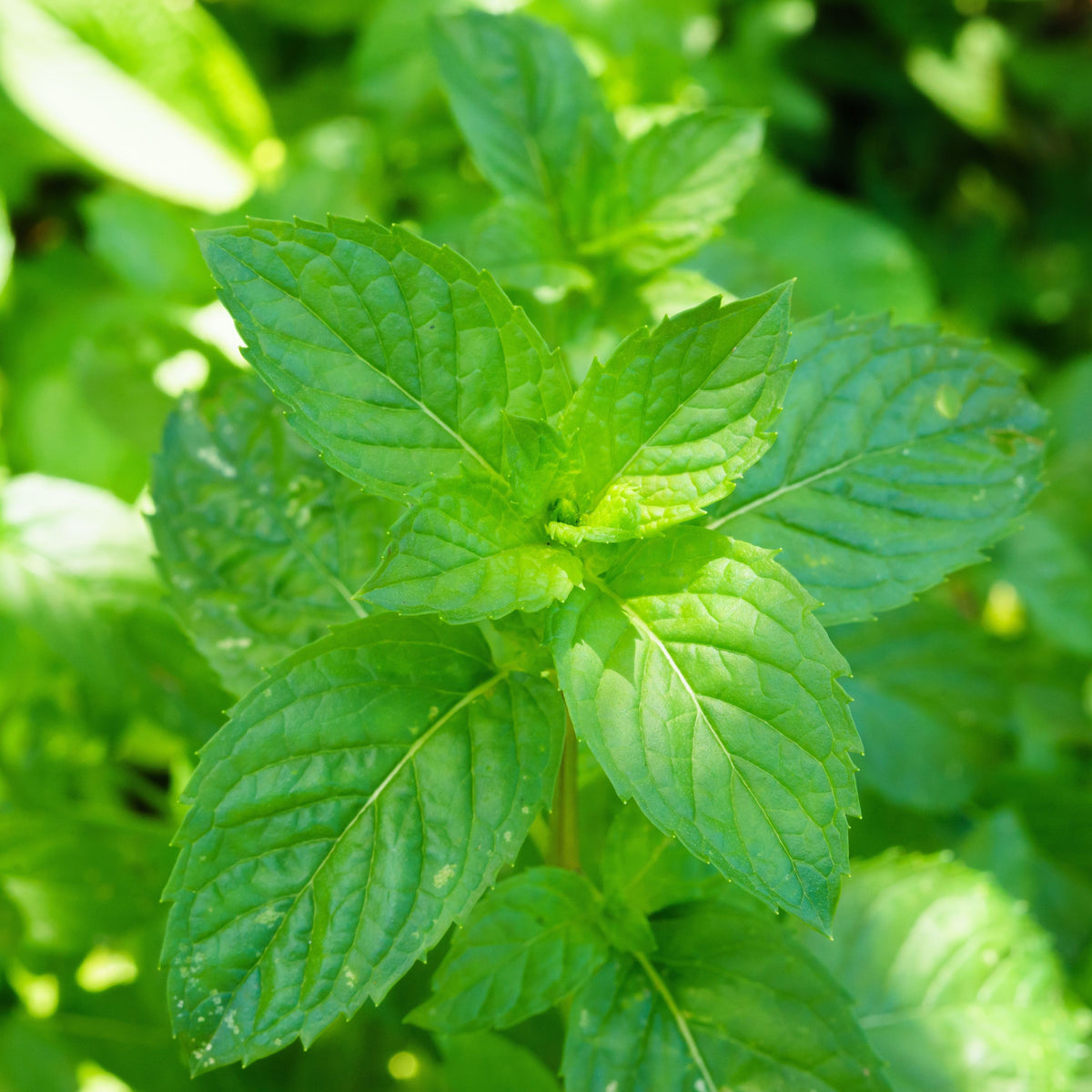 Spearmint (Mentha Spicata) Herb Seeds, 80 seeds