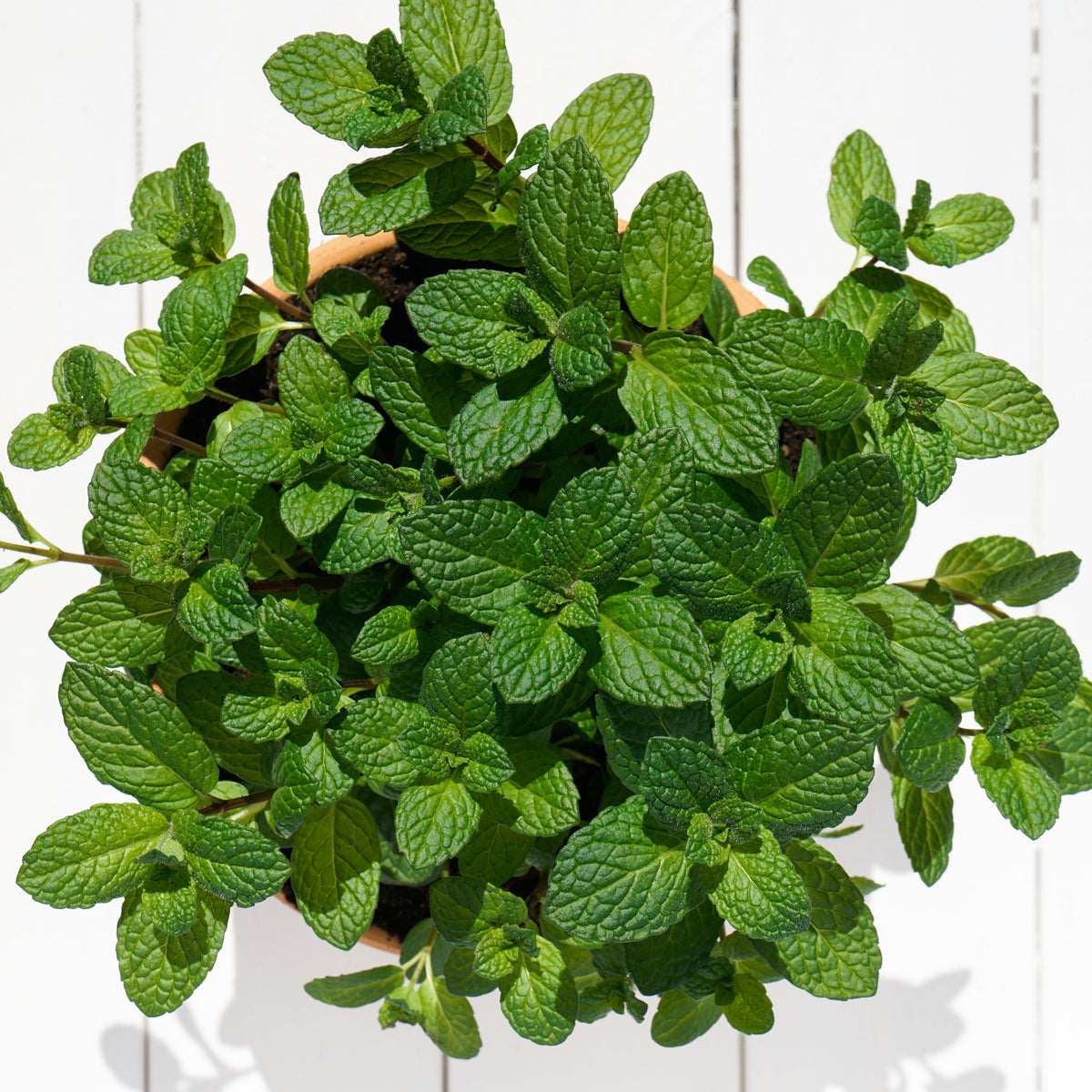 Spearmint (Mentha Spicata) Herb Seeds, 80 seeds