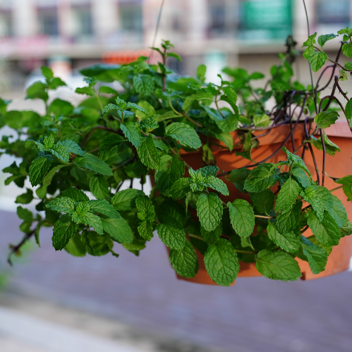 80 Seeds| Spearmint (Mentha spicata) Herb Seeds - Perennial Herb for Fresh Leaves Herbal Tea Culinary Use and Container Gardening #7003