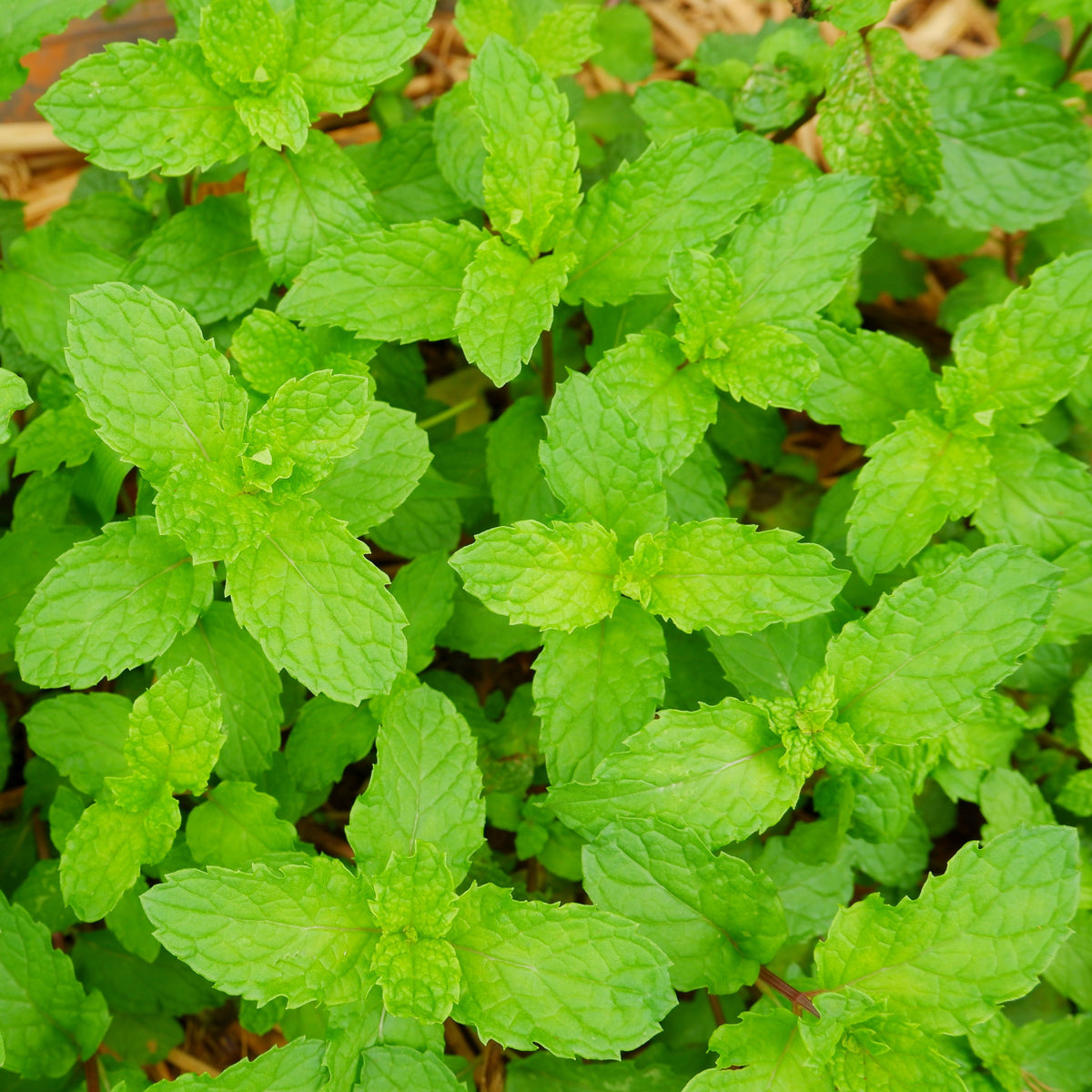 Spearmint (Mentha Spicata) Herb Seeds, 80 seeds