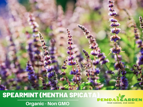 spearmint plant seeds 80 Seeds| Spearmint Seeds Mentha spicata Perennial Herb for Fresh Leav – PEMDASGARDEN