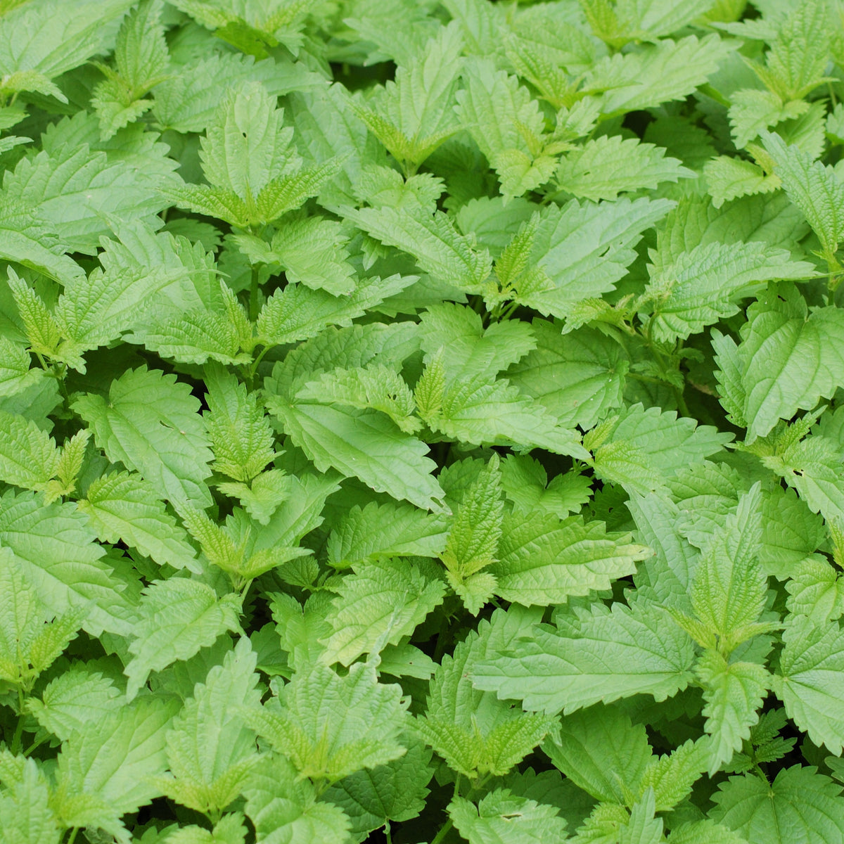 Spearmint (Mentha Spicata) Herb Seeds, 80 seeds