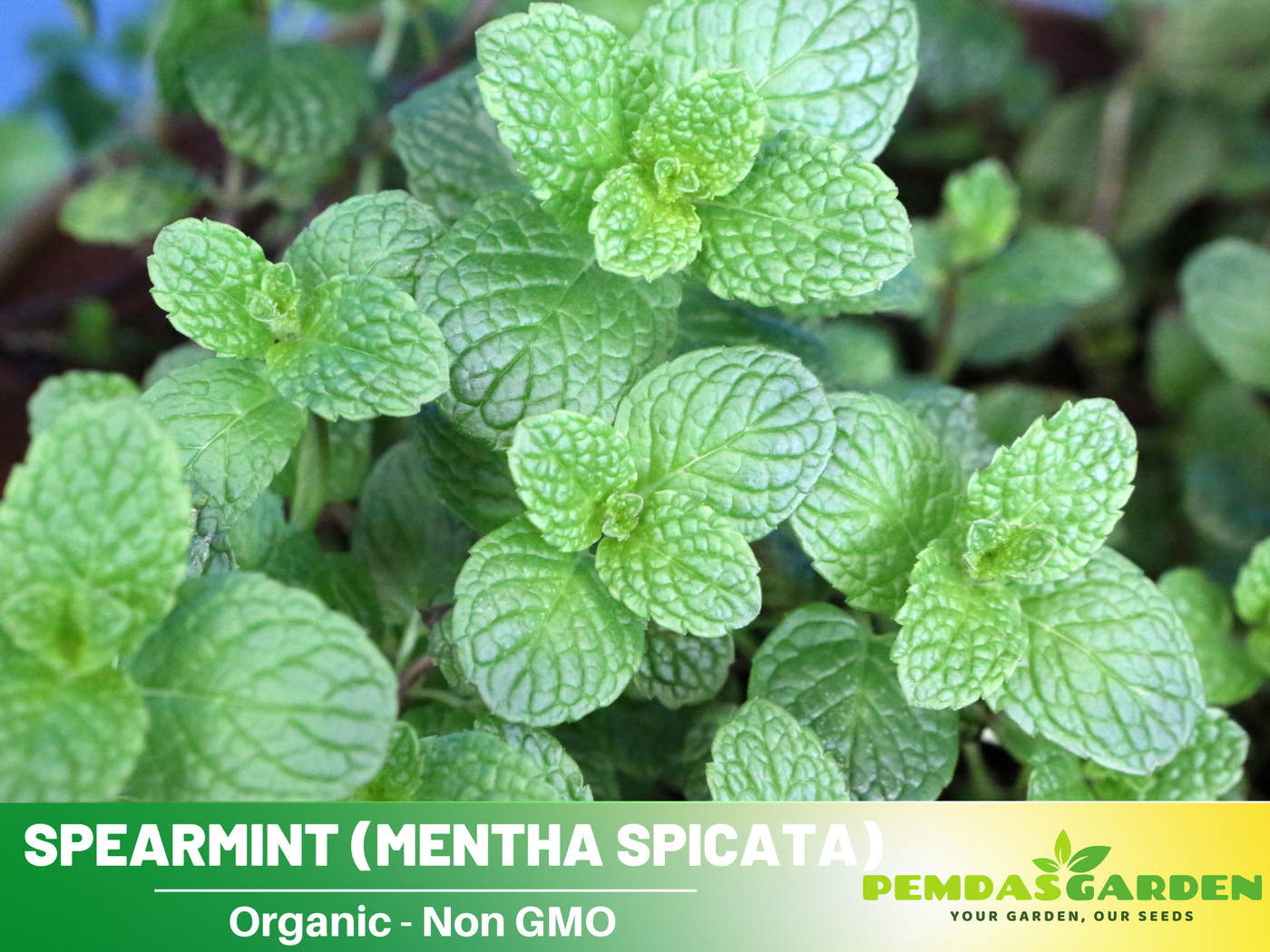 plant spearmint seeds 80 Seeds| Spearmint Seeds Mentha spicata Perennial Herb for Fresh Leav – PEMDASGARDEN