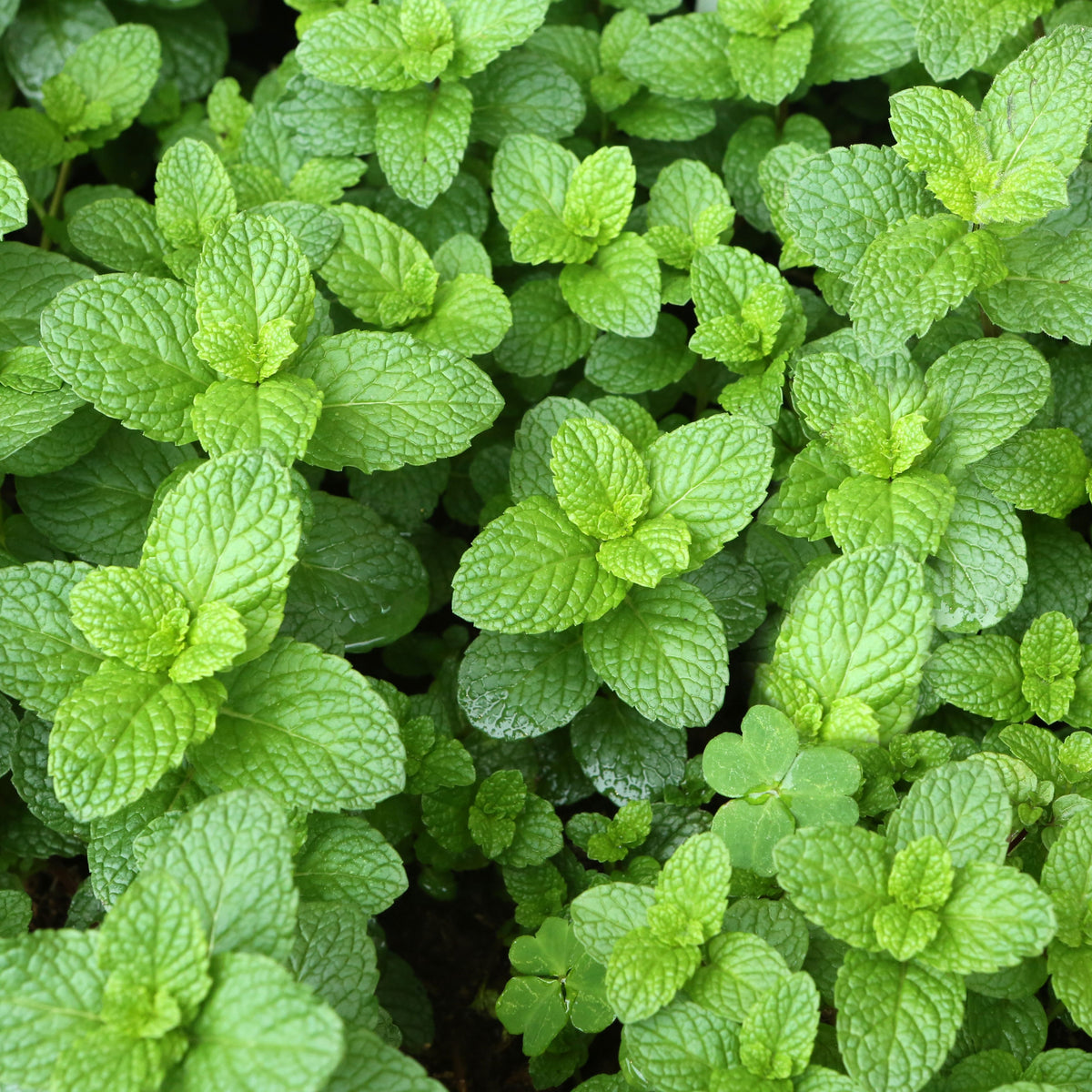 Spearmint (Mentha Spicata) Herb Seeds, 80 seeds