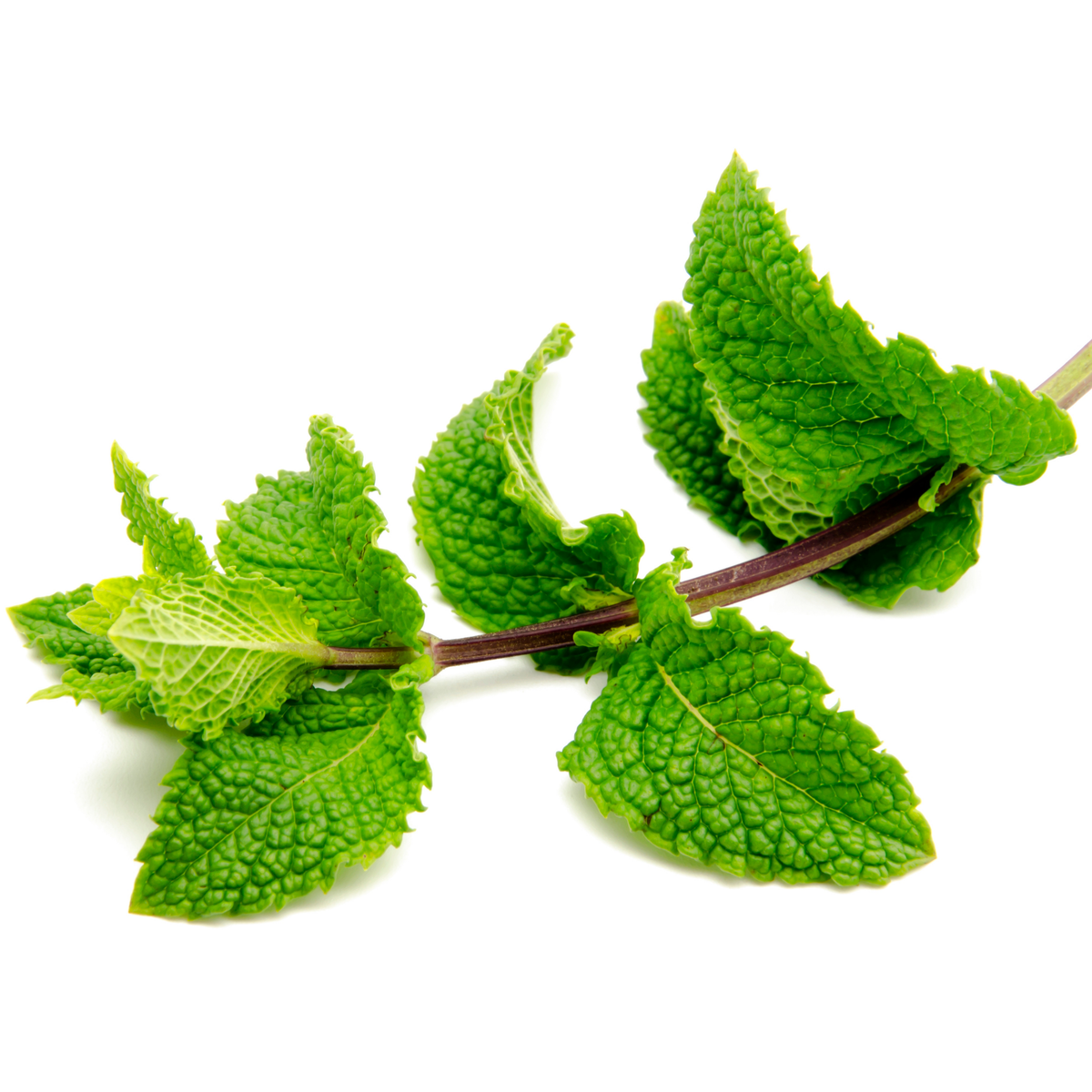 80 Seeds| Spearmint (Mentha spicata) Herb Seeds - Perennial Herb for Fresh Leaves Herbal Tea Culinary Use and Container Gardening #7003