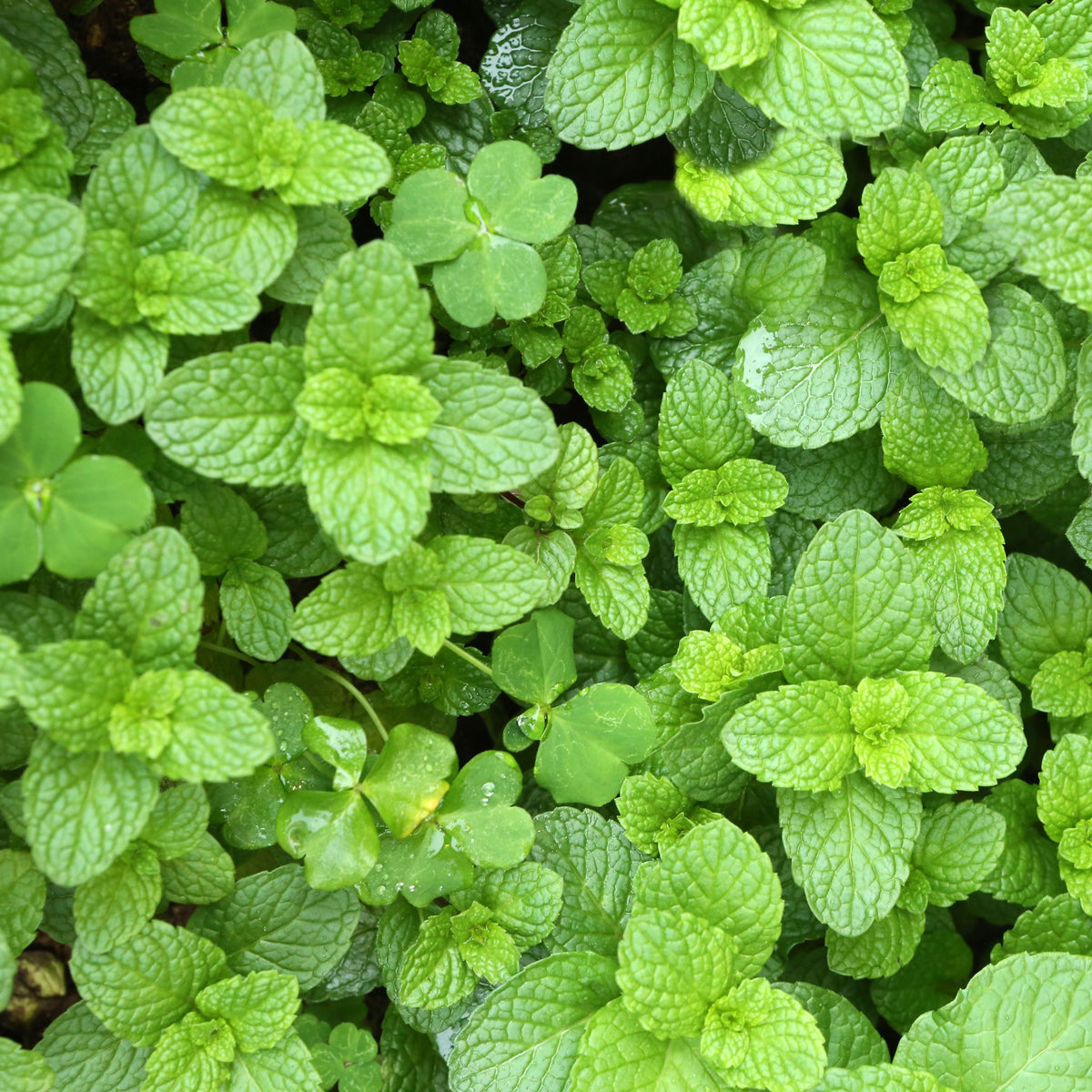 Spearmint (Mentha Spicata) Herb Seeds, 80 seeds