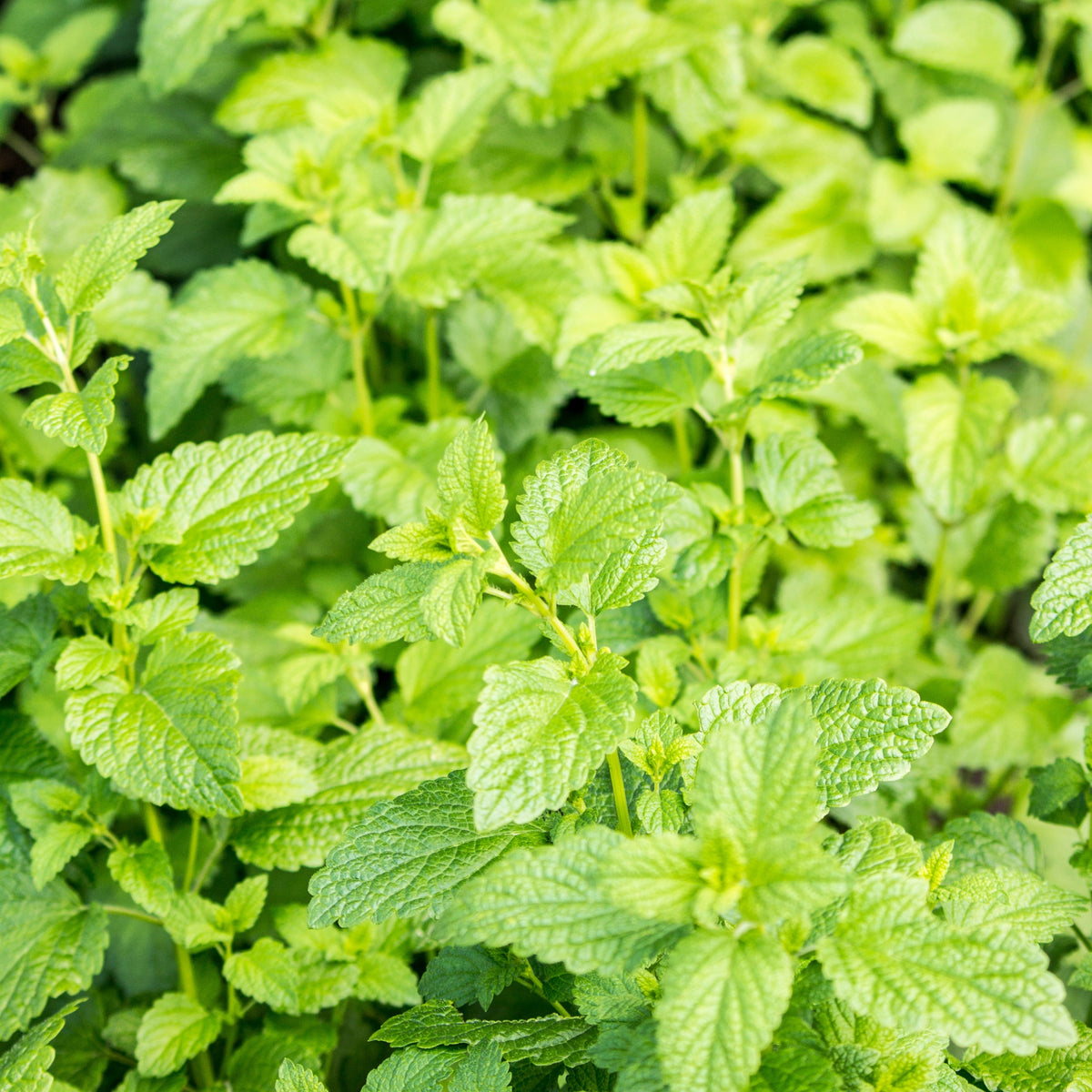 Spearmint Seeds Mentha Spicata Herb for Fresh Leaves Herbal, 80 seeds