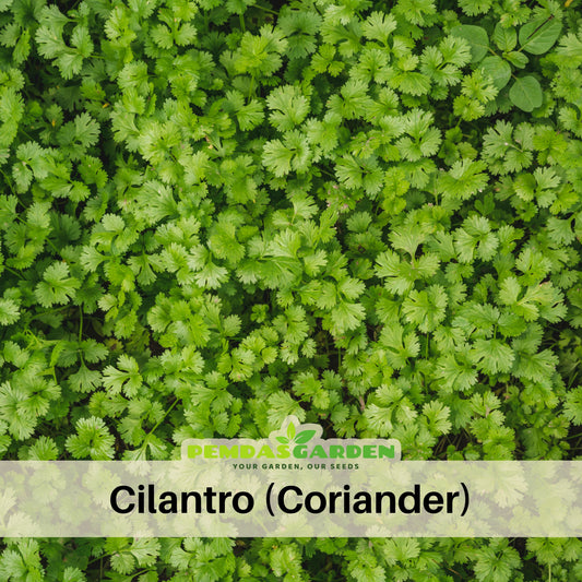Cilantro Seeds, 110 seeds