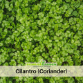 110 Seeds| Cilantro Seeds - Coriandrum sativum Annual Herb for Culinary Use Fresh Leaves and Spice Seeds Easy to Grow in Garden or Containers#7004