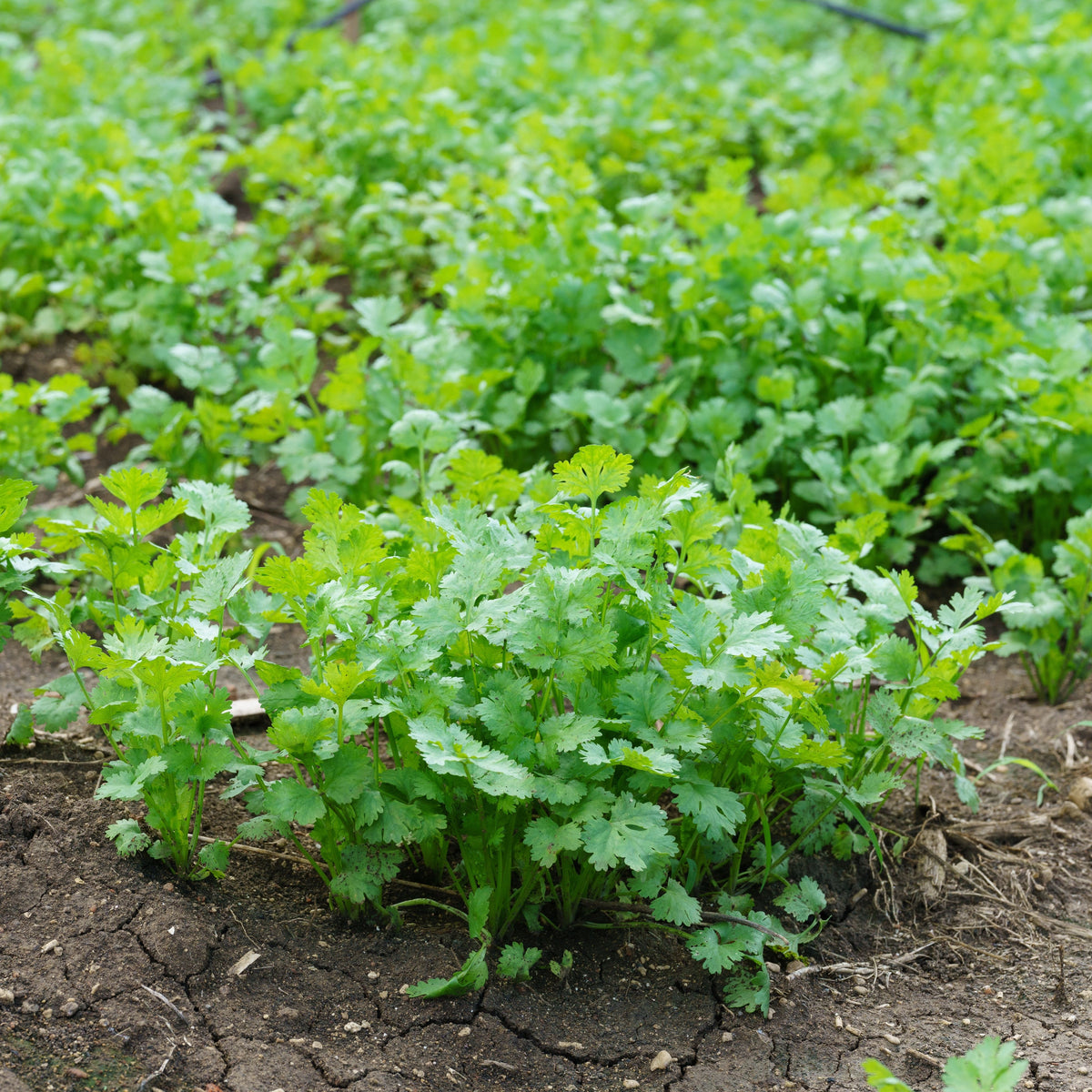 Cilantro Seeds, 110 seeds