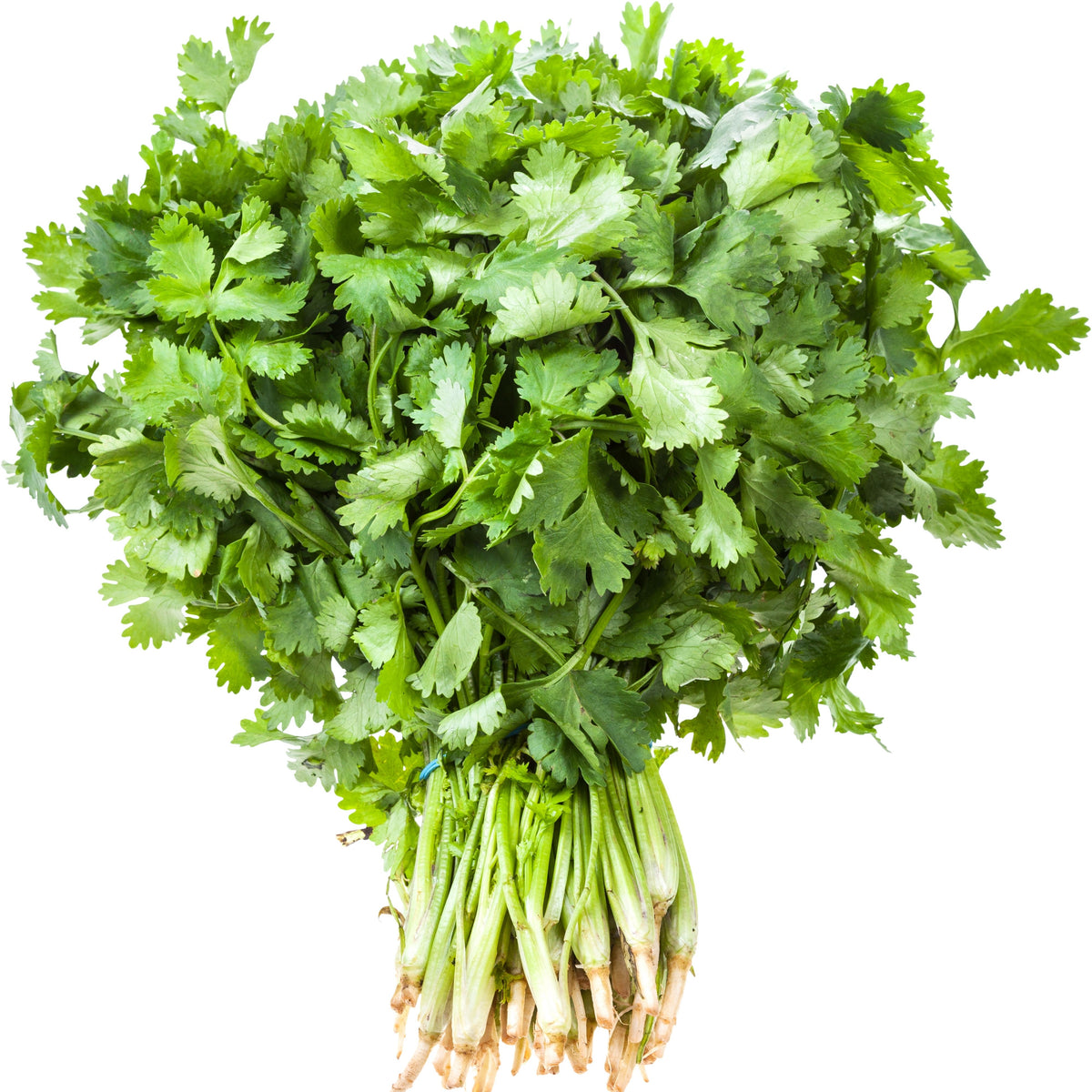 Cilantro Seeds, 110 seeds