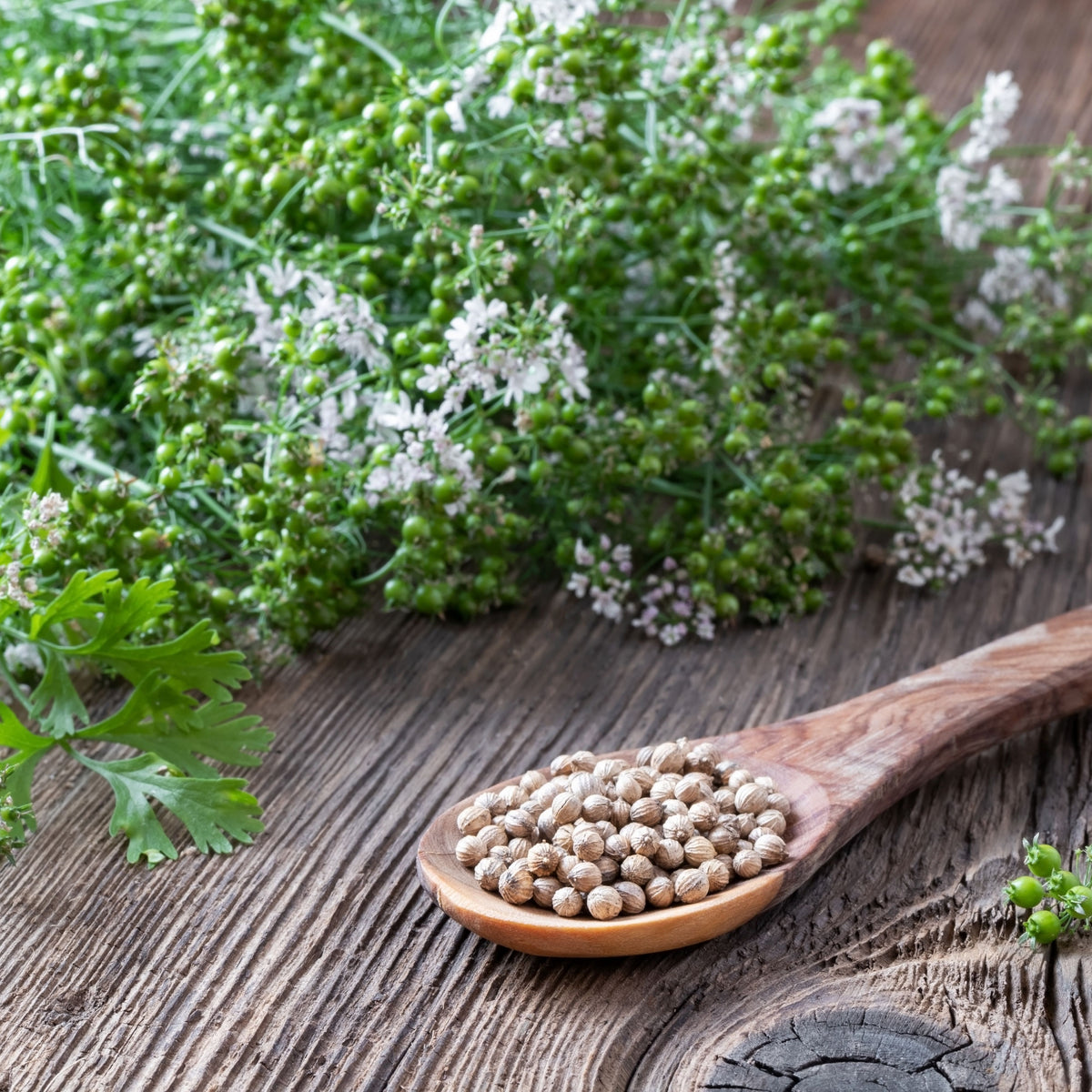Cilantro Seeds, 110 seeds