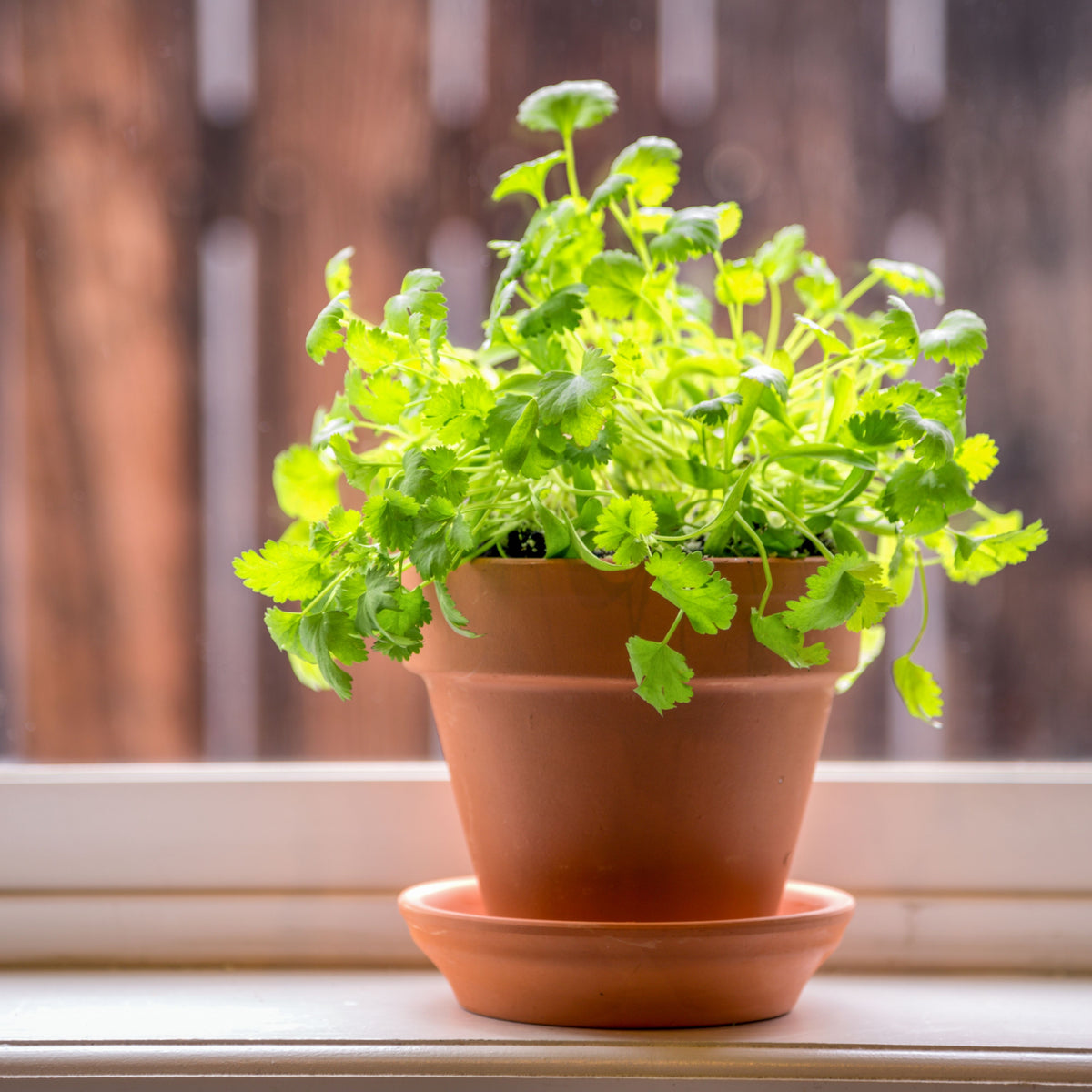Cilantro Seeds, 110 seeds