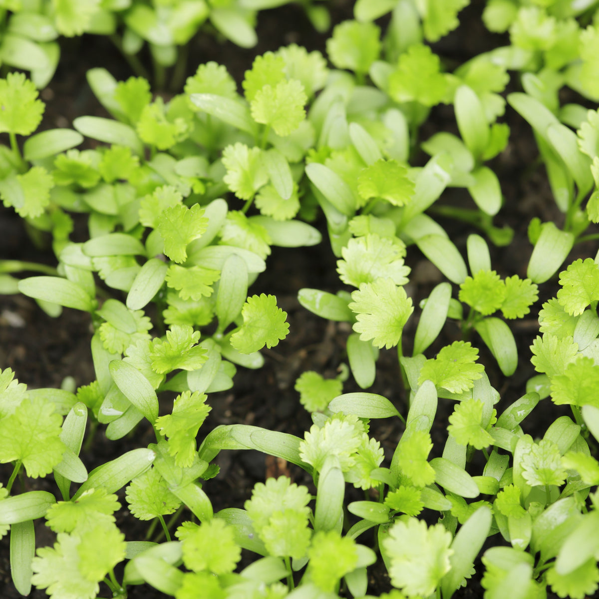 Cilantro Seeds, 110 seeds
