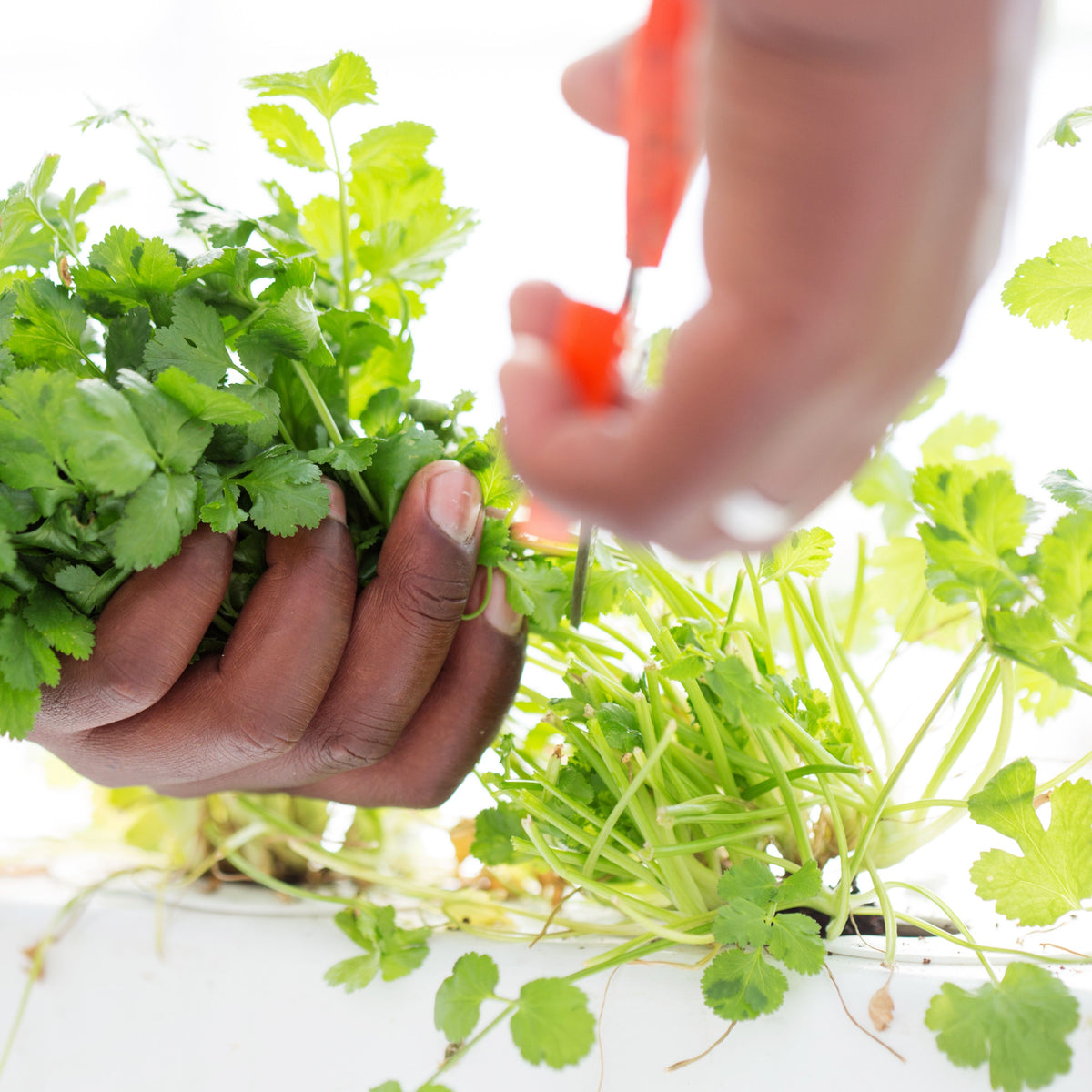 Cilantro Seeds, 110 seeds