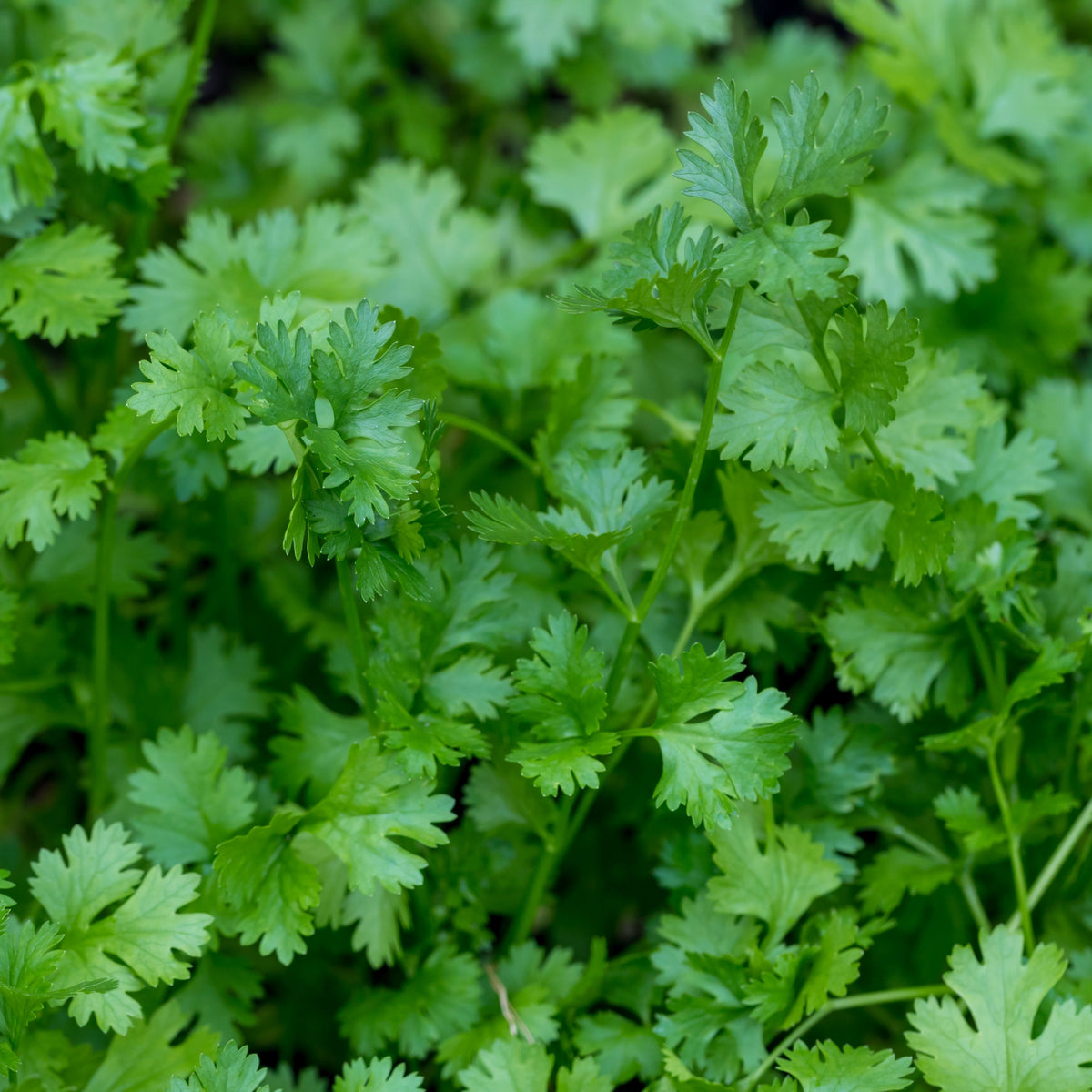 Cilantro Seeds, 110 seeds