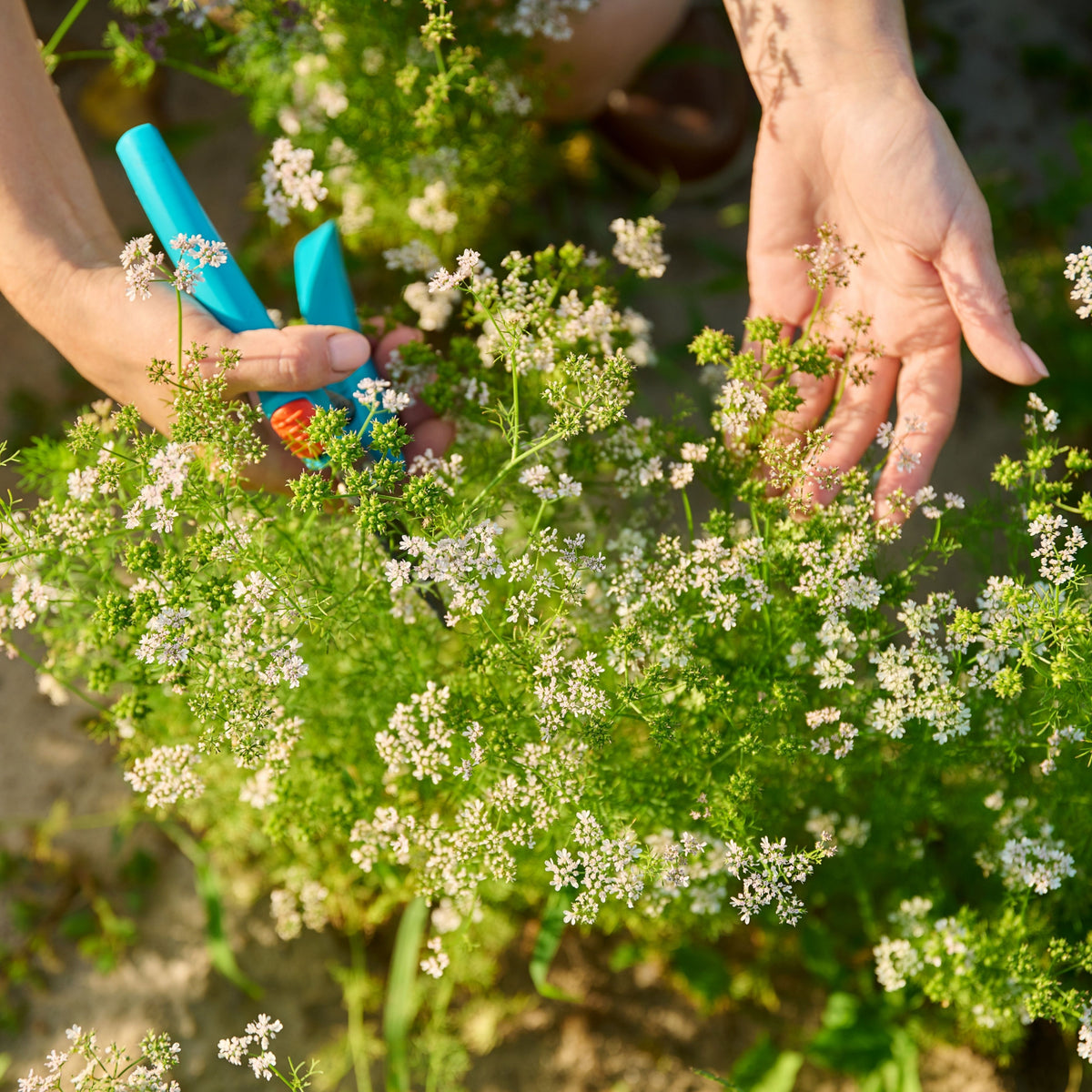 Cilantro Seeds, 110 seeds