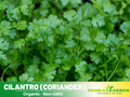 110 Seeds| Cilantro Seeds - Coriandrum sativum Annual Herb for Culinary Use Fresh Leaves and Spice Seeds Easy to Grow in Garden or Containers#7004