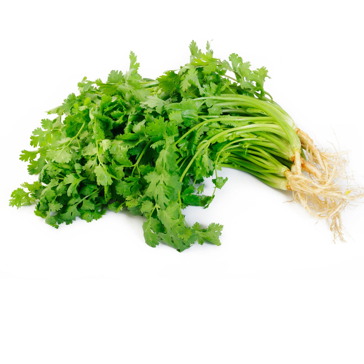 Cilantro Seeds, 110 seeds
