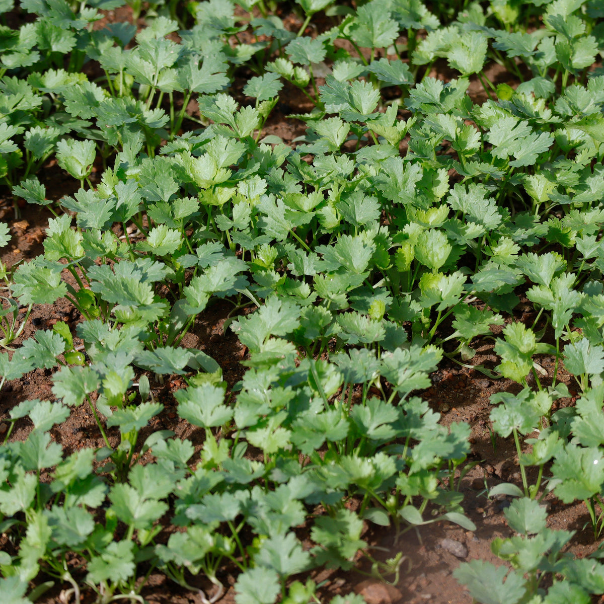 Cilantro Seeds, 110 seeds