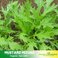 210 Seeds|  Mizuna Mustard Seeds - Brassica rapa Japanese Heirloom Leafy Green Fast Growing Vegetable for Salads and Stir Fry #7005