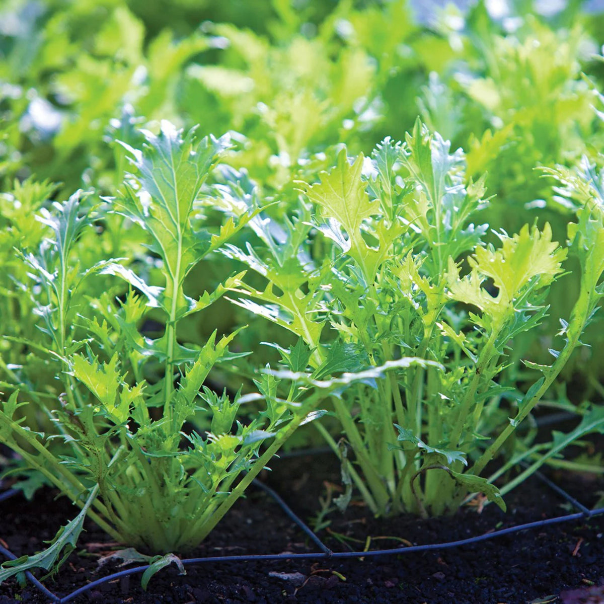 Mizuna Mustard Seeds, 210 seeds