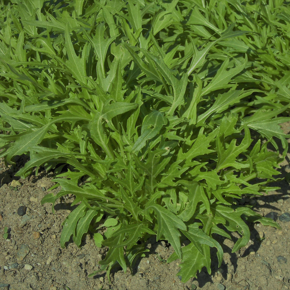 Mizuna Mustard Seeds, 210 seeds