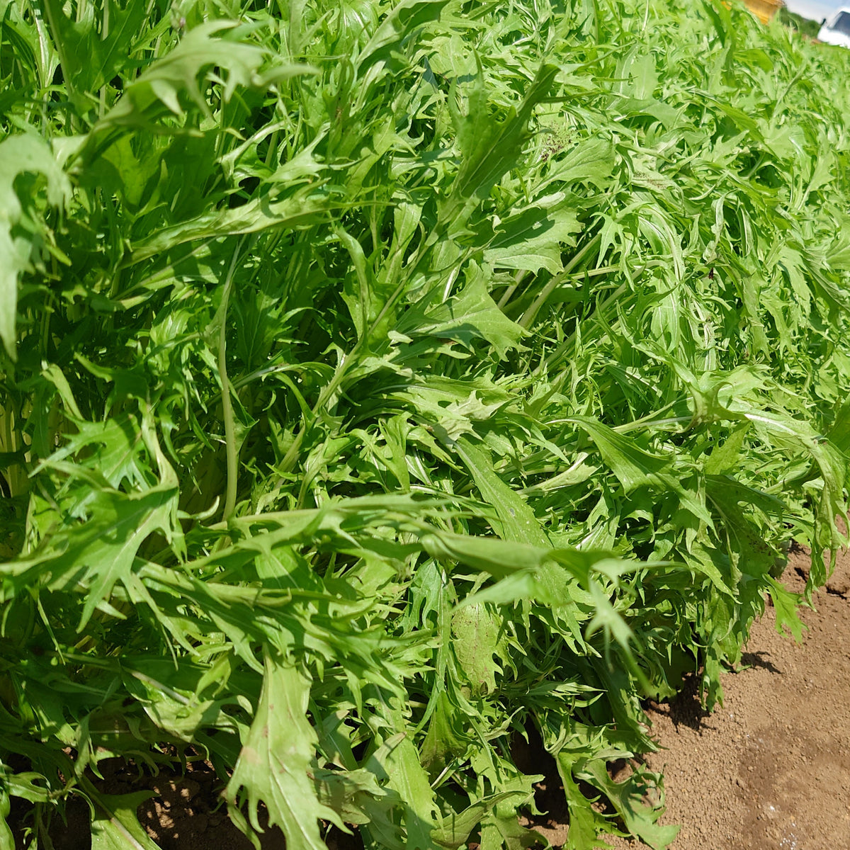Mizuna Mustard Seeds, 210 seeds
