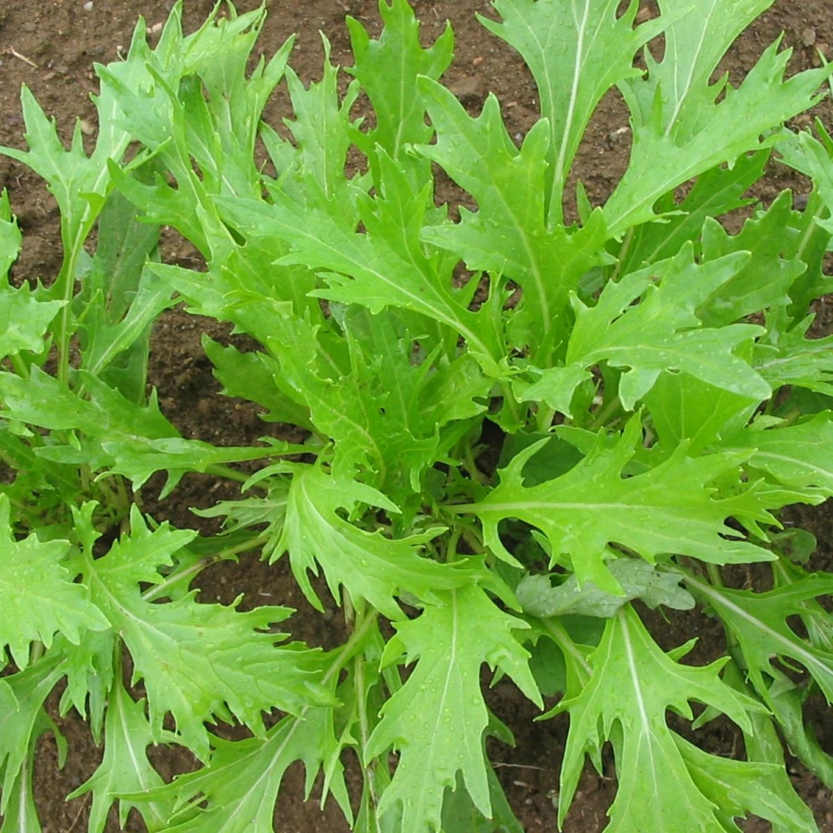 210 Seeds|  Mizuna Mustard Seeds - Brassica rapa Japanese Heirloom Leafy Green Fast Growing Vegetable for Salads and Stir Fry #7005