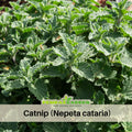 260 Seeds| Catnip Seeds - Nepeta cataria Perennial Herb for Cats Herbal Tea Pollinator Friendly and Easy to Grow in Garden or Containers #7006
