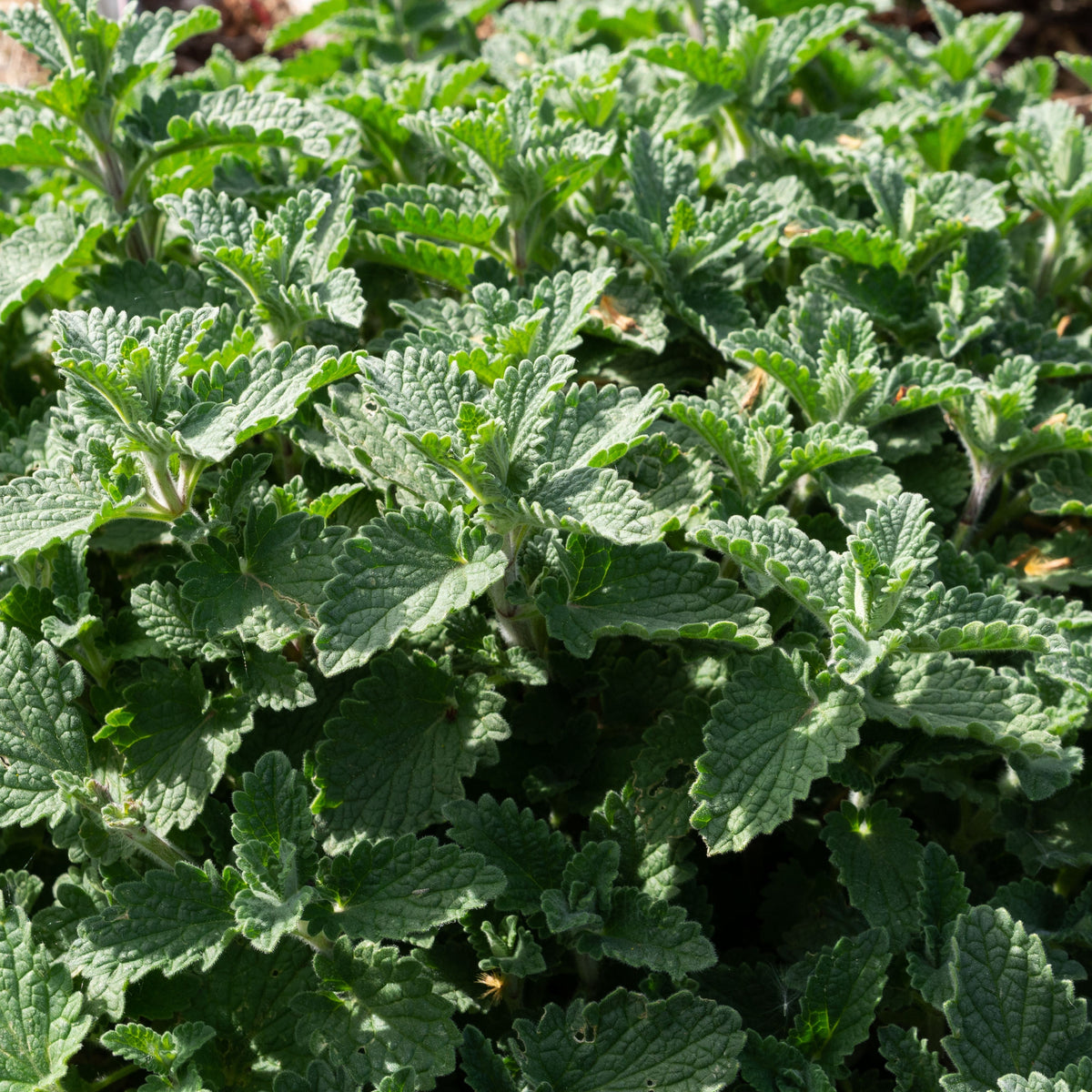 Catnip Seeds, 260 seeds