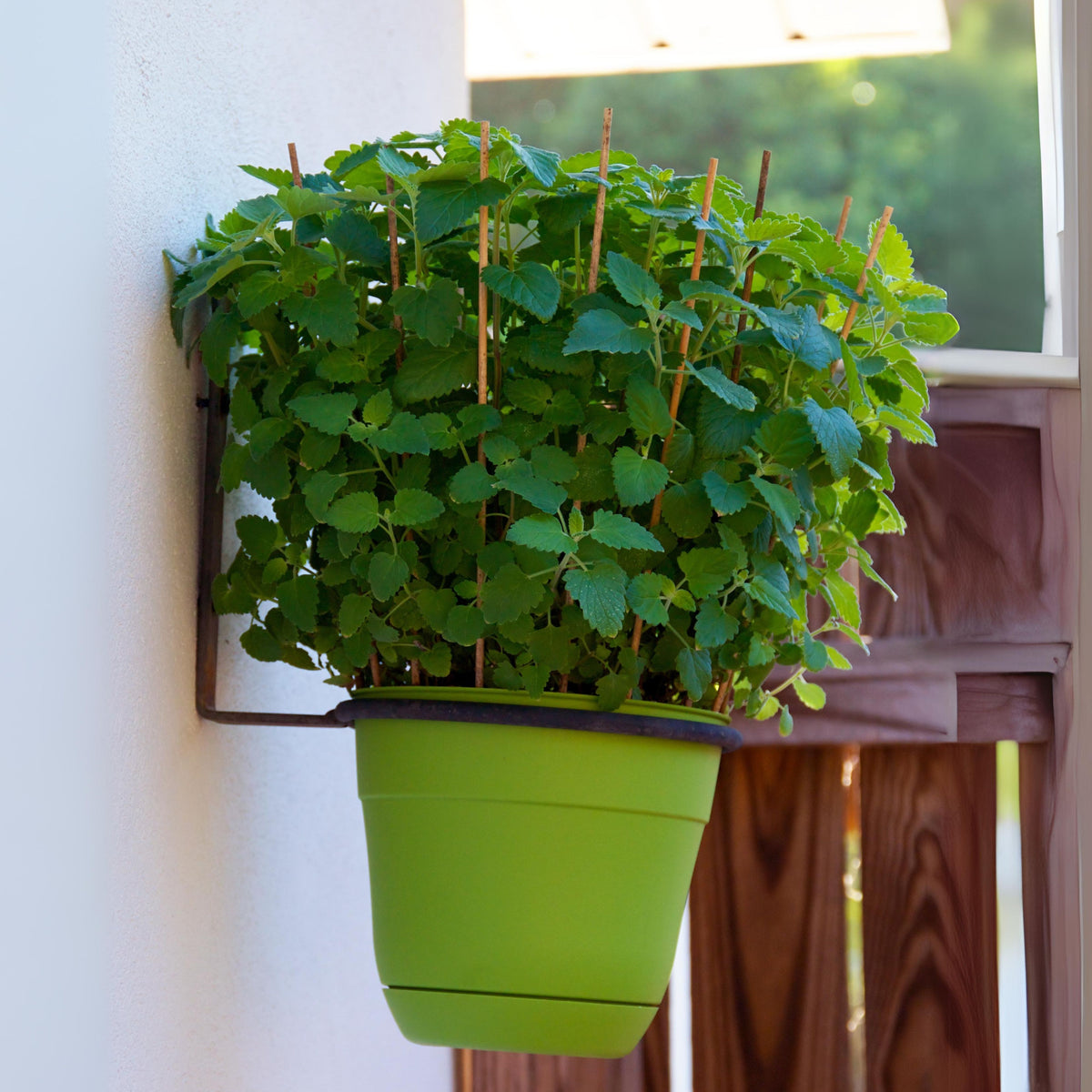 Catnip Seeds, 260 seeds