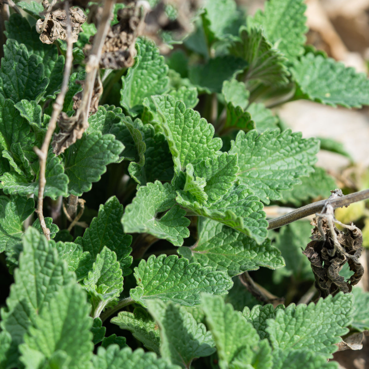 Catnip Seeds, 260 seeds