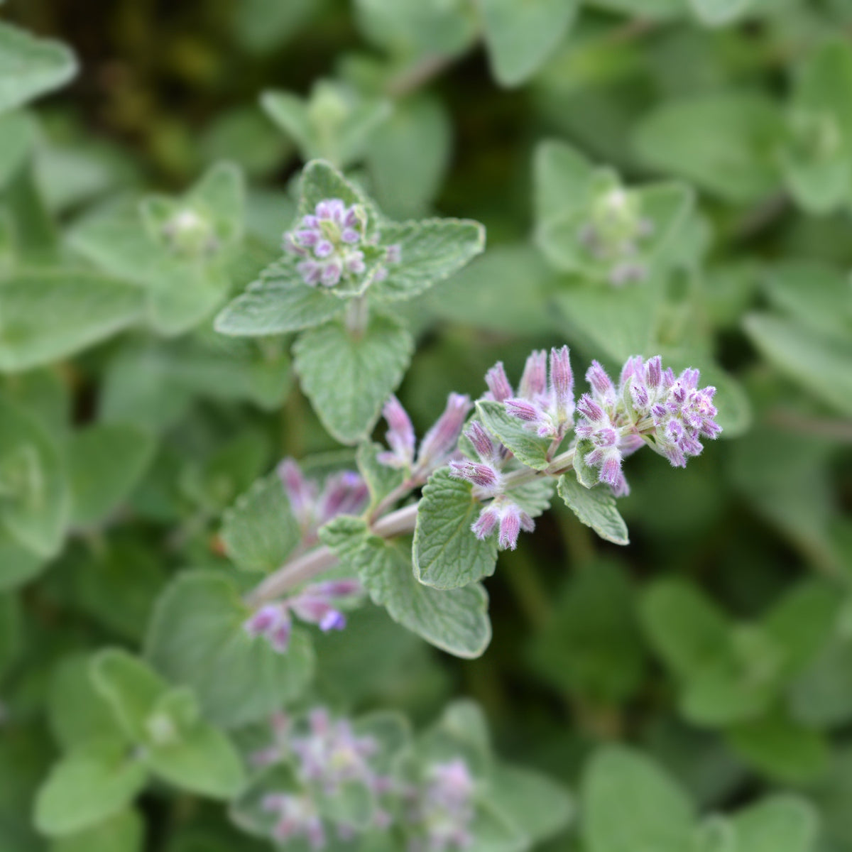 Catnip Seeds, 260 seeds