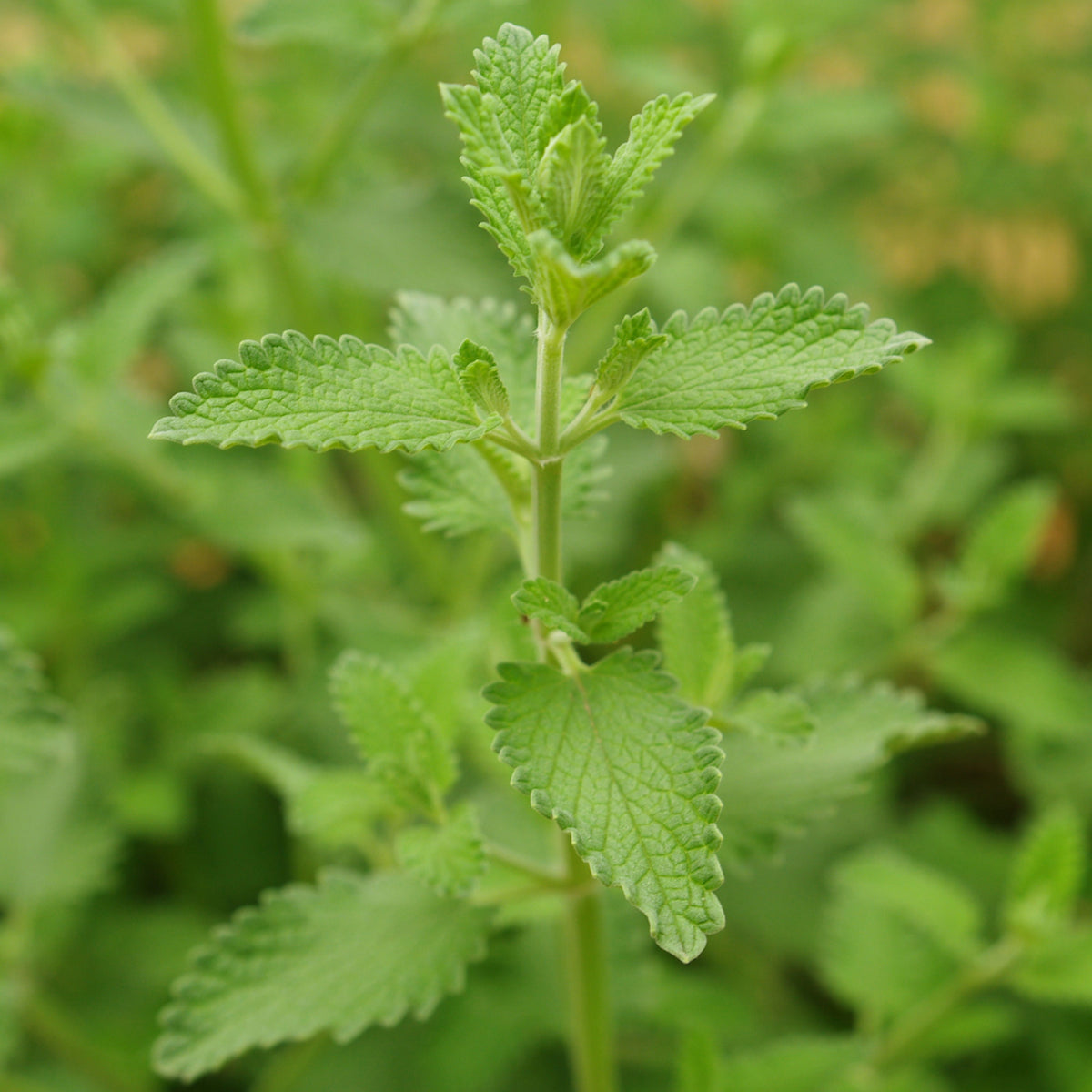 Catnip Seeds, 260 seeds