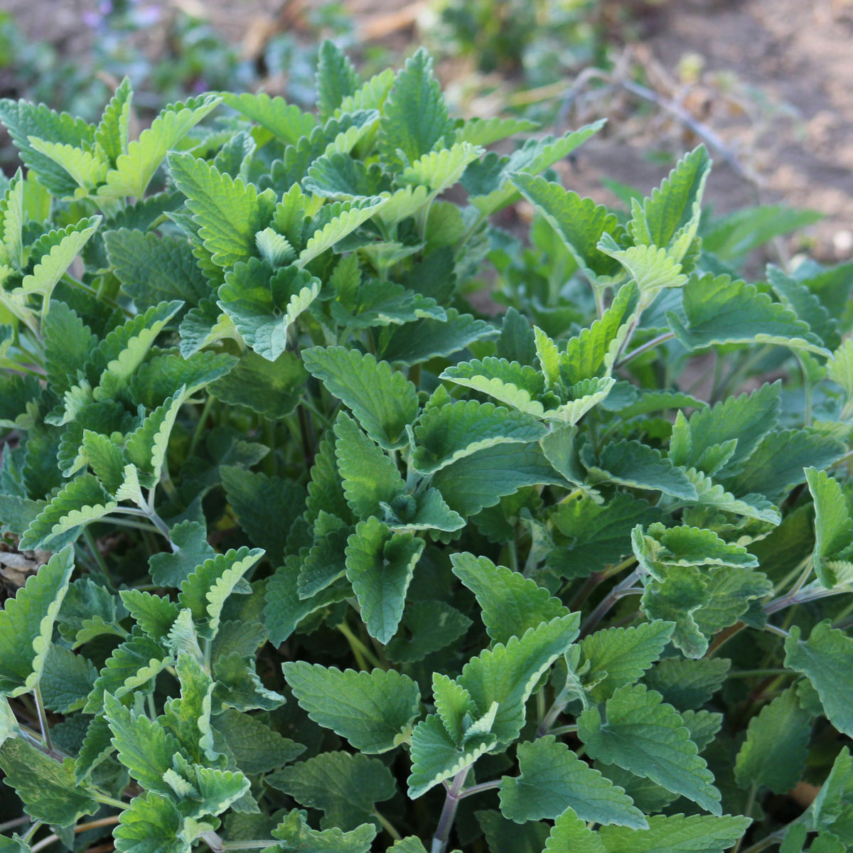Catnip Seeds, 260 seeds
