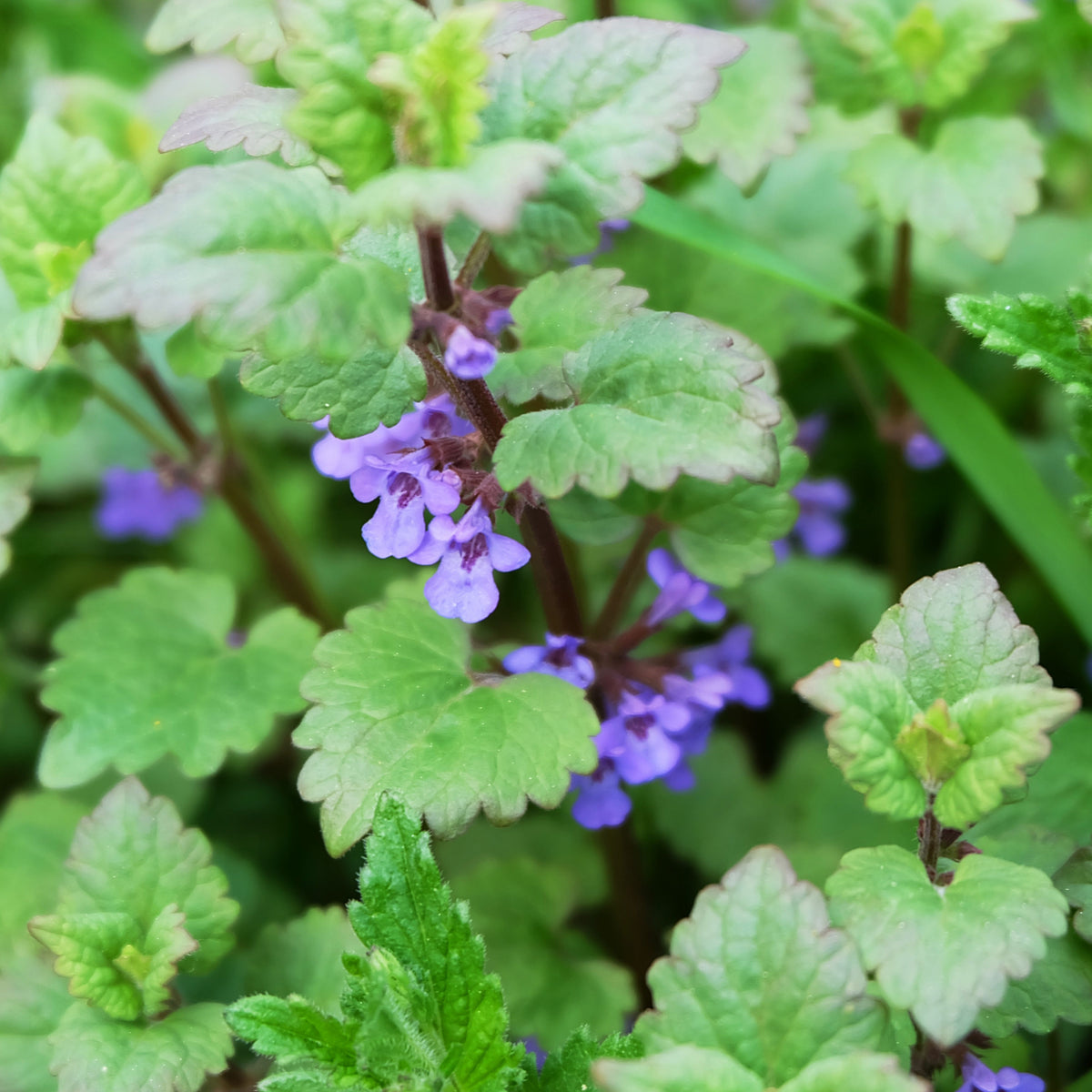 Catnip Seeds, 260 seeds
