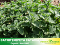 260 Seeds| Catnip Seeds - Nepeta cataria Perennial Herb for Cats Herbal Tea Pollinator Friendly and Easy to Grow in Garden or Containers #7006