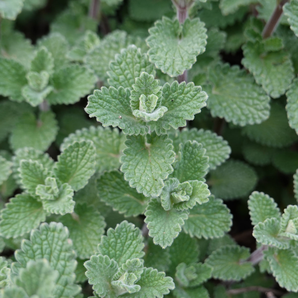 Catnip Seeds, 260 seeds