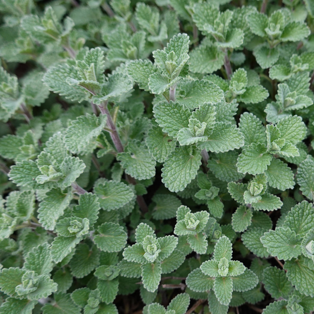 Catnip Seeds, 260 seeds