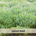 110 seeds~ Lemon Basil Seeds Ocimum × africanum Annual Herb with Citrus Aroma for Culinary Dishes Teas and Easy Container Gardening#7007