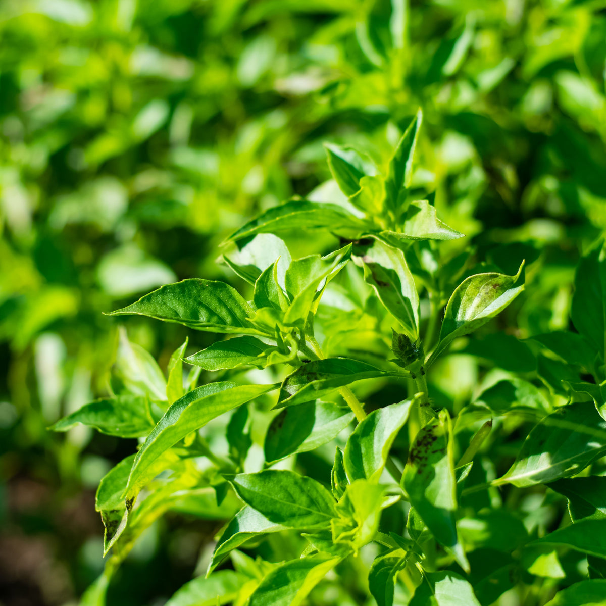 Lemon Basil Seeds Ocimum × Africanum Herb with Citrus, 110 seeds