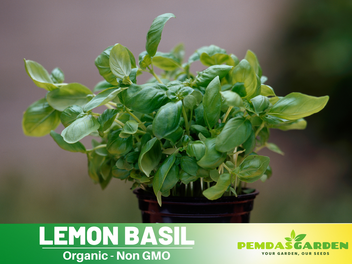 110 seeds| Basil lemon / Thai Basil Seeds- Herbs Seeds #7007
