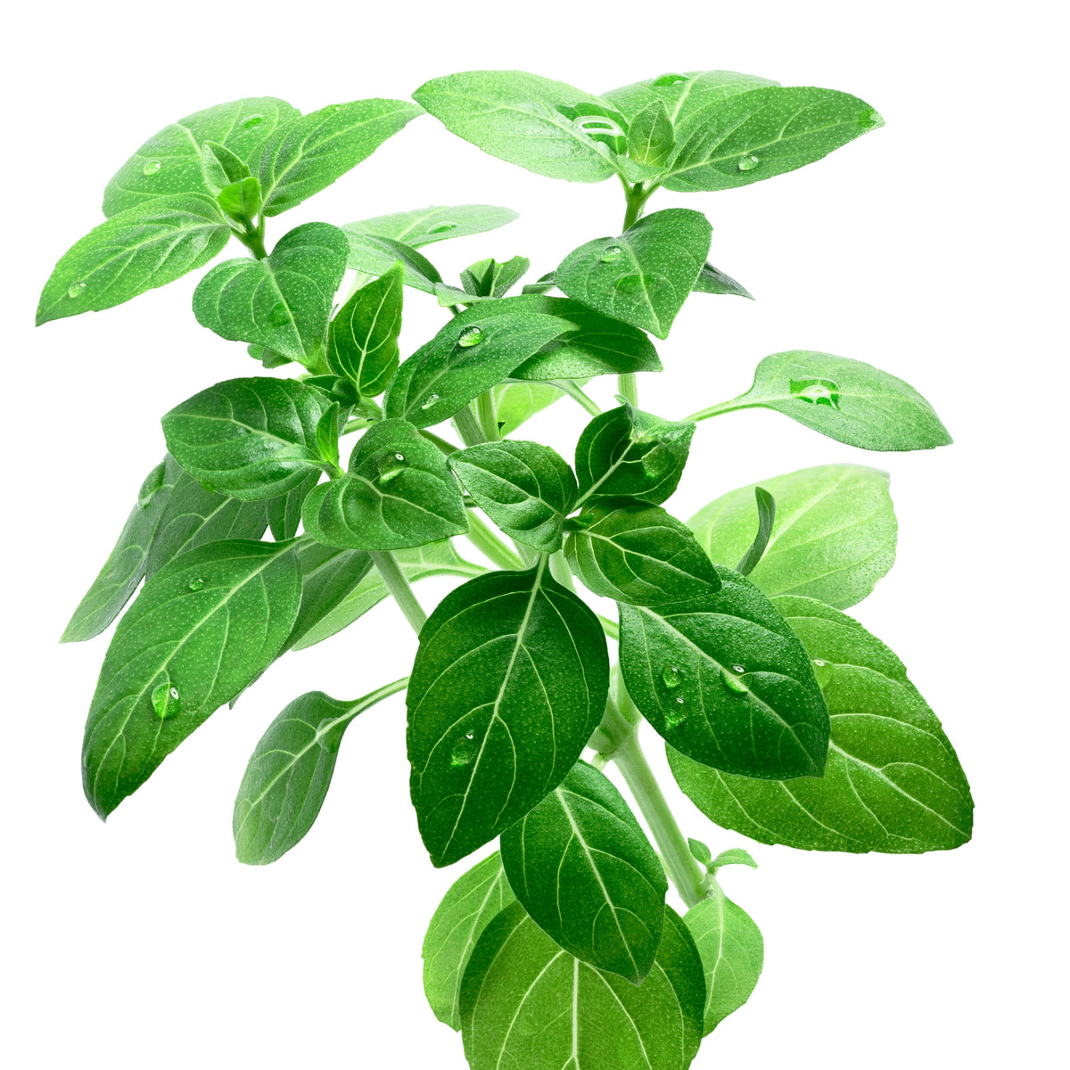 Lemon Basil Seeds Ocimum × Africanum Herb with Citrus, 110 seeds