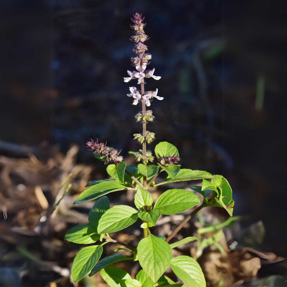 Lemon Basil Seeds Ocimum × Africanum Herb with Citrus, 110 seeds