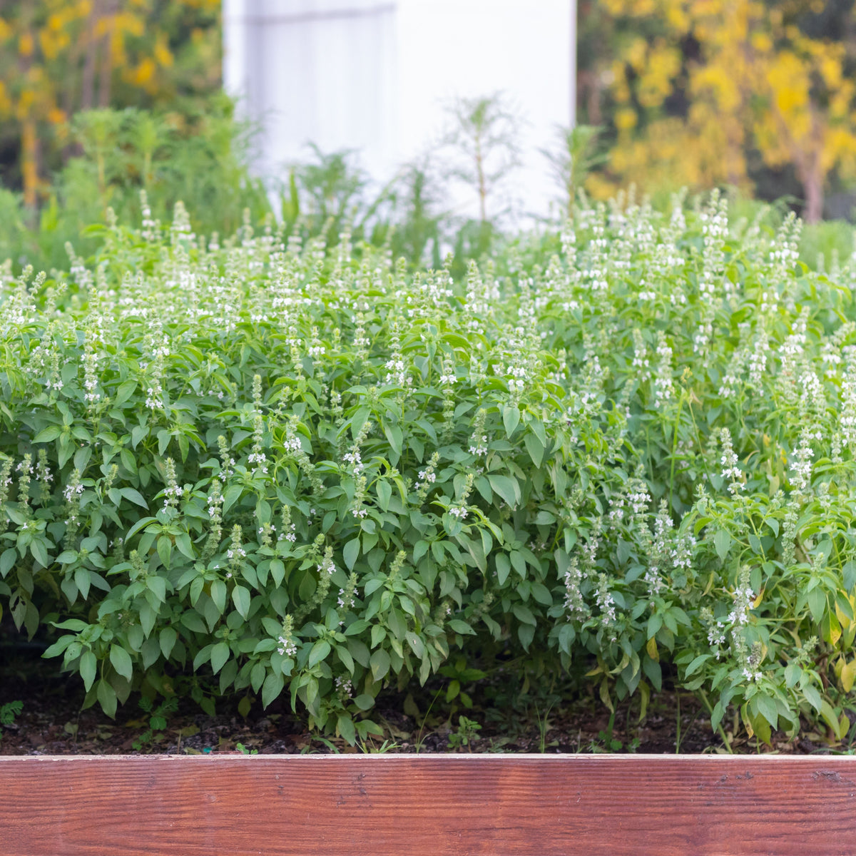 Lemon Basil Seeds Ocimum × Africanum Herb with Citrus, 110 seeds