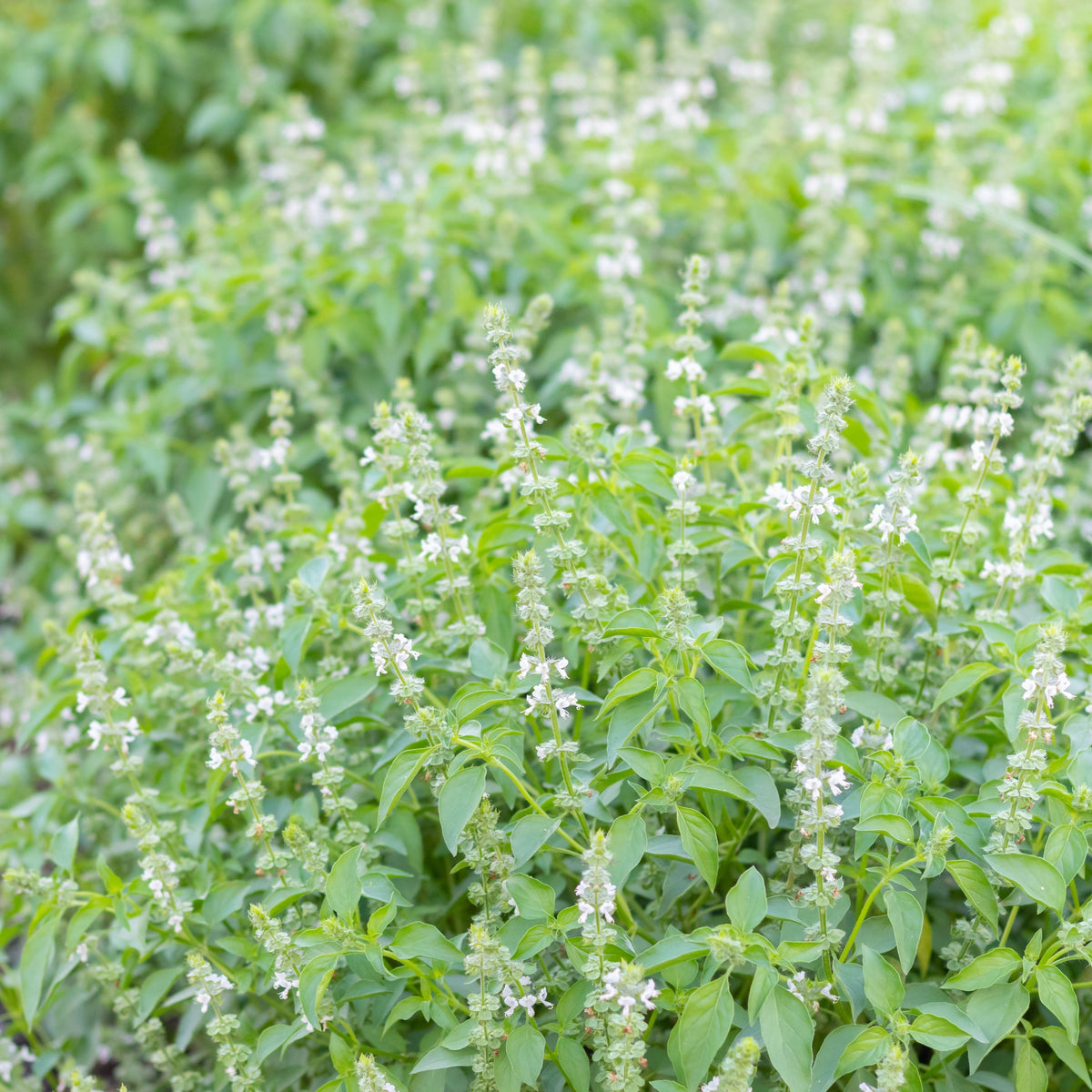 Lemon Basil Seeds Ocimum × Africanum Herb with Citrus, 110 seeds