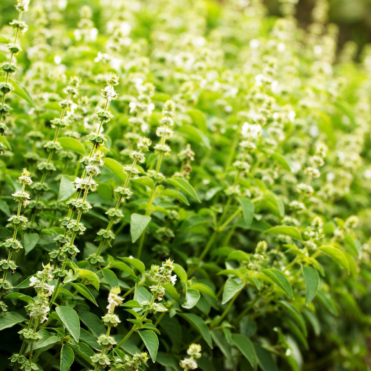 Lemon Basil Seeds Ocimum × Africanum Herb with Citrus, 110 seeds
