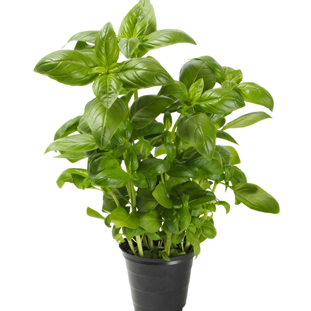 Lemon Basil Seeds Ocimum × Africanum Herb with Citrus, 110 seeds